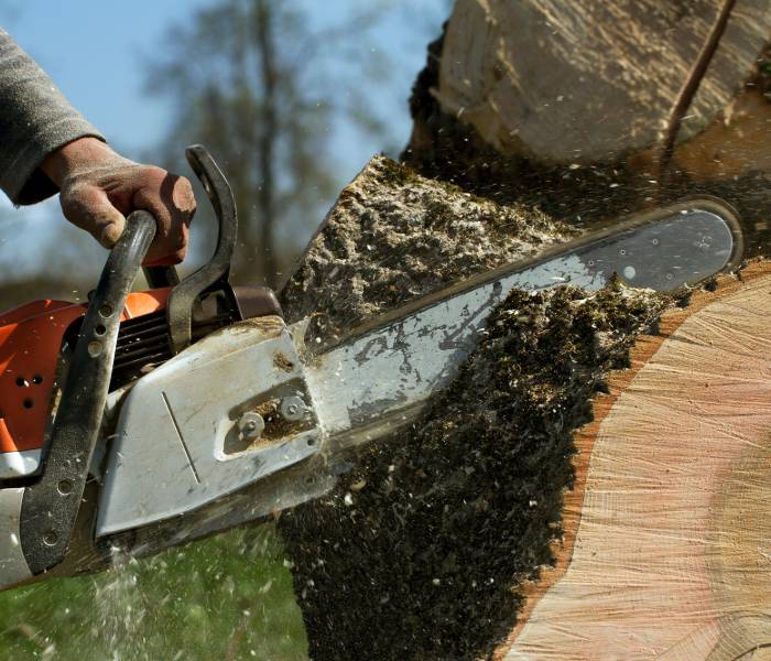 using a chainsaw for tree cutting cape cod