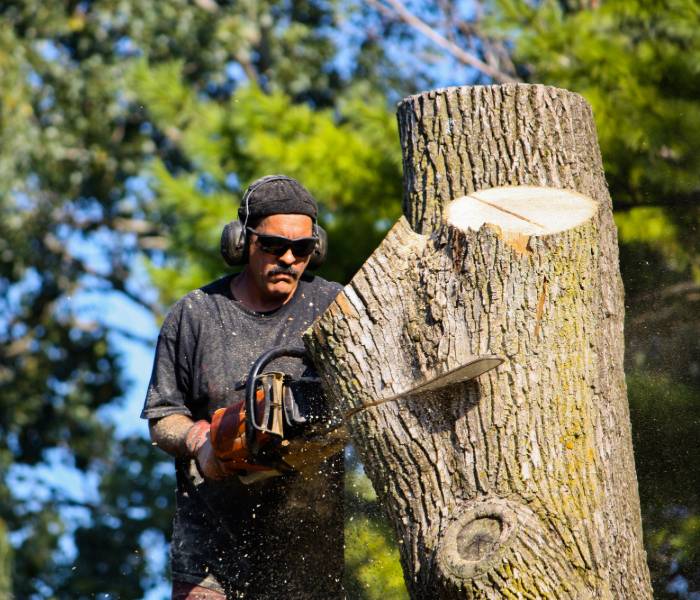 Tree Stump Removal