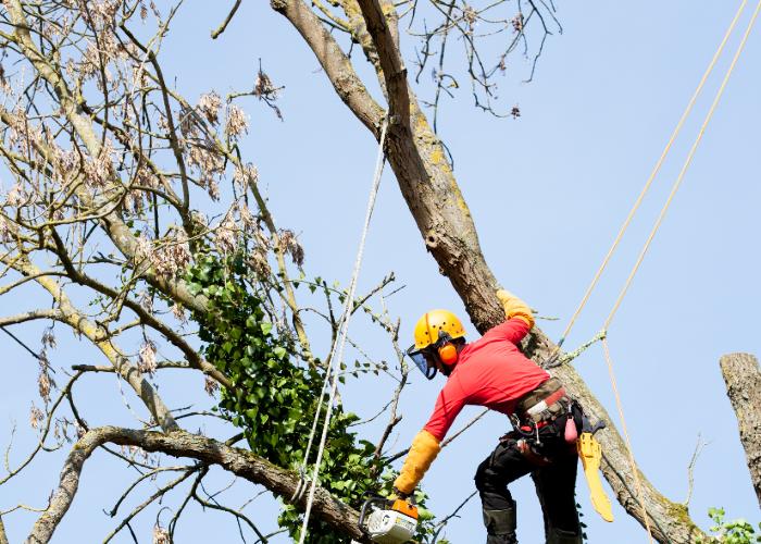 large tree trimming cape cod